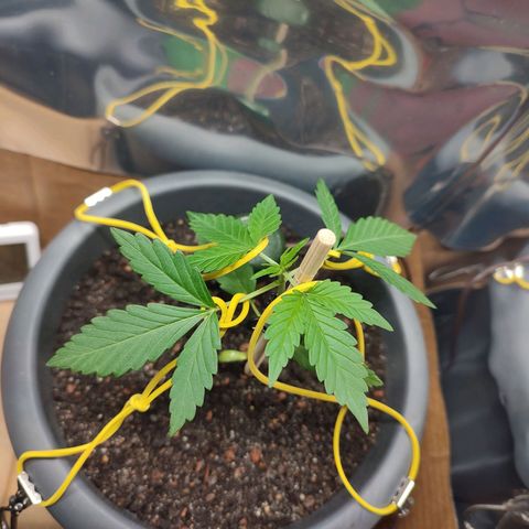 Quick One growlog timeline photo