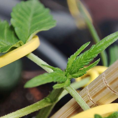 Quick One growlog timeline photo