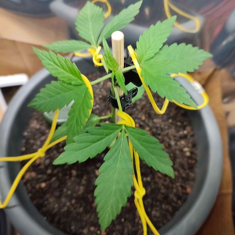 Quick One growlog timeline photo