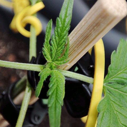 Quick One growlog timeline photo
