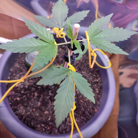Quick One growlog timeline photo
