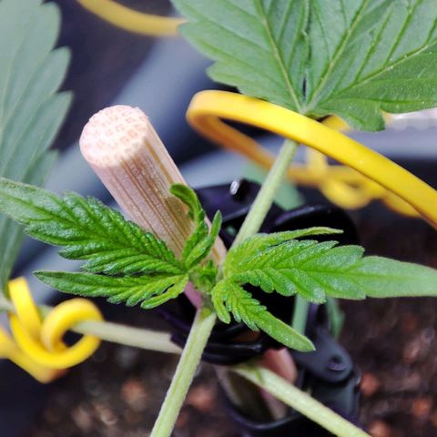 Quick One growlog timeline photo