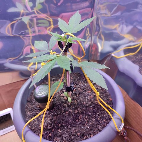 Quick One growlog timeline photo
