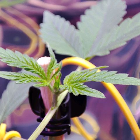 Quick One growlog timeline photo