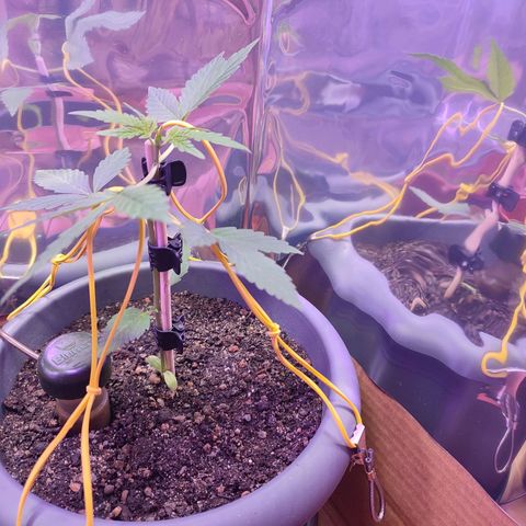 Quick One growlog timeline photo