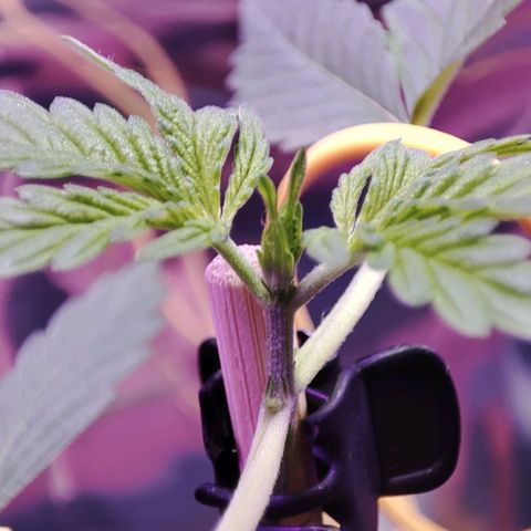 Quick One growlog timeline photo