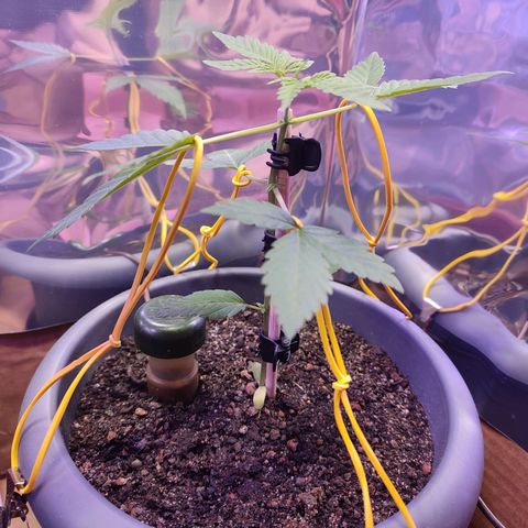 Quick One growlog timeline photo