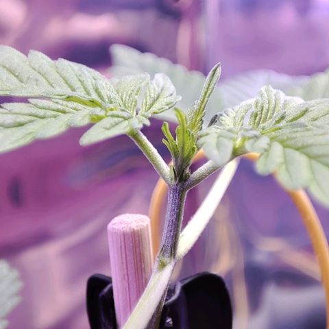 Quick One growlog timeline photo