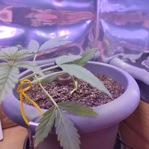 Quick One growlog timeline photo