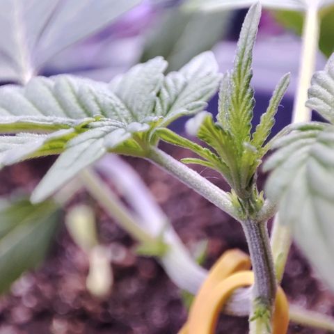 Quick One growlog timeline photo