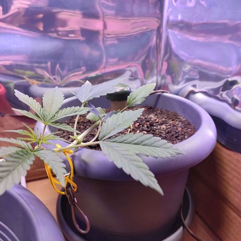 Quick One growlog timeline photo