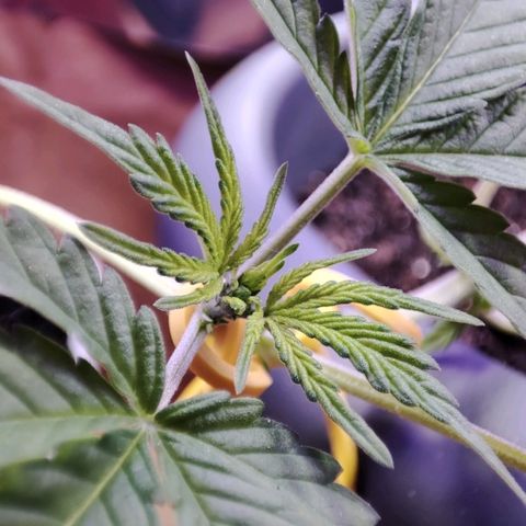 Quick One growlog timeline photo