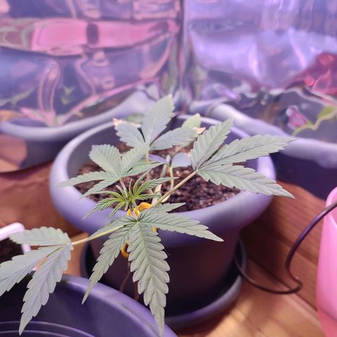 Quick One growlog timeline photo