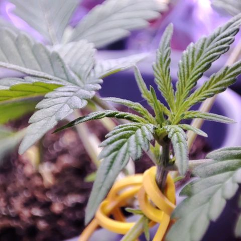 Quick One growlog timeline photo