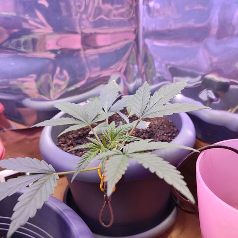 Quick One growlog timeline photo