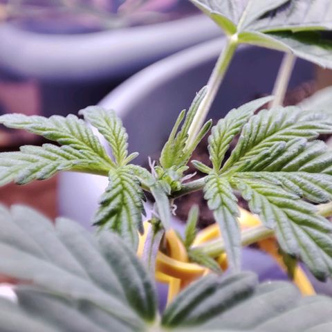 Quick One growlog timeline photo