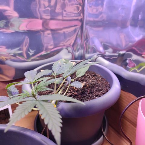 Quick One growlog timeline photo