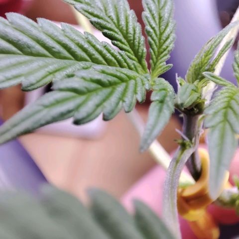 Quick One growlog timeline photo