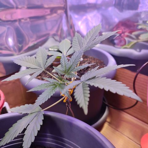 Quick One growlog timeline photo
