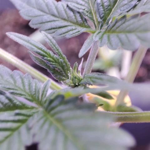Quick One growlog timeline photo