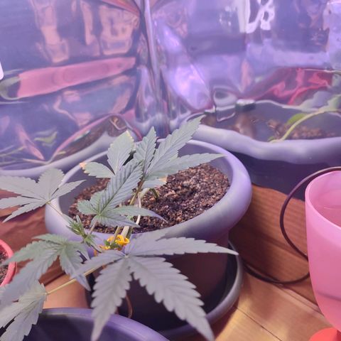 Quick One growlog timeline photo