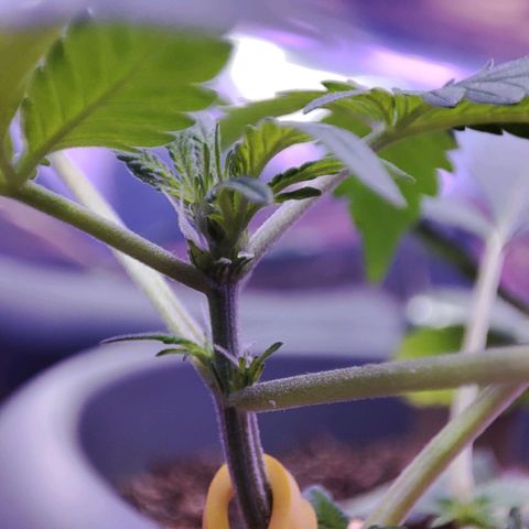 Quick One growlog timeline photo