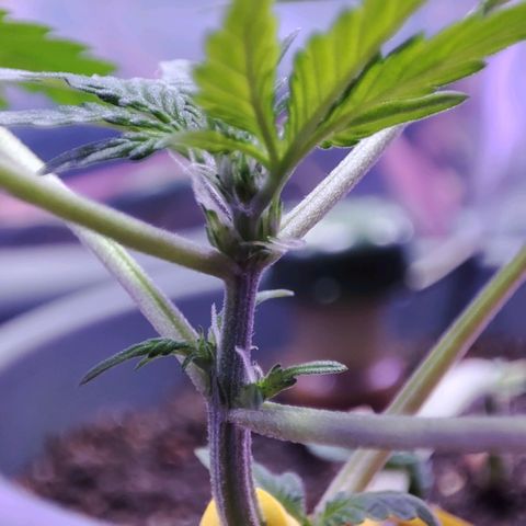 Quick One growlog timeline photo