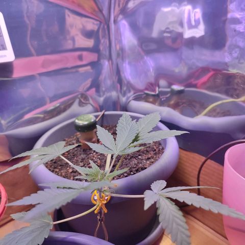 Quick One growlog timeline photo