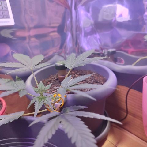 Quick One growlog timeline photo