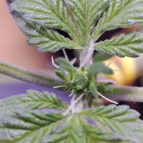 Quick One growlog timeline photo