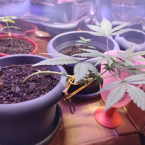 Quick One growlog timeline photo