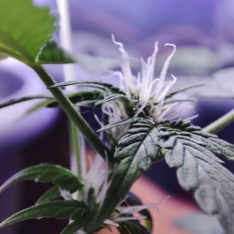 Quick One growlog timeline photo