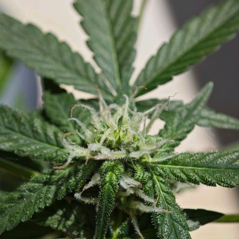 Quick One growlog timeline photo