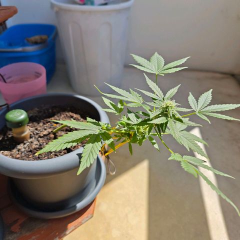 Quick One growlog timeline photo