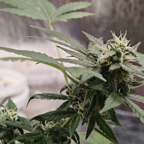 Quick One growlog timeline photo