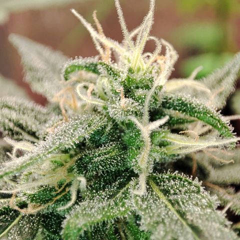 Quick One growlog timeline photo