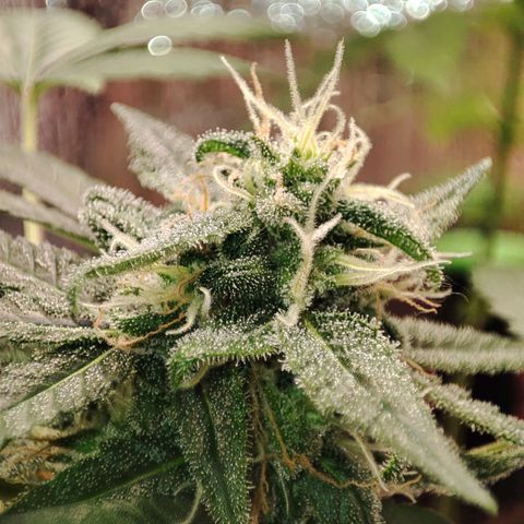 Quick One growlog timeline photo