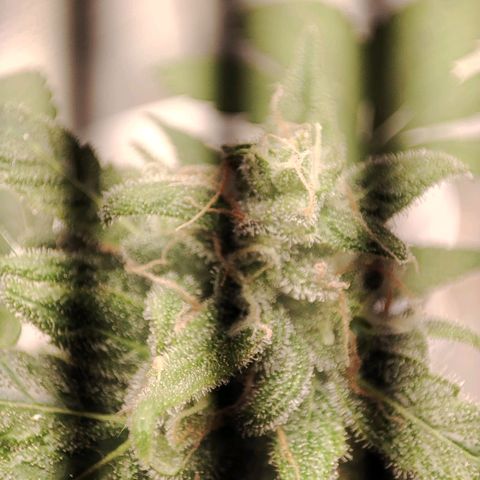 Quick One growlog timeline photo