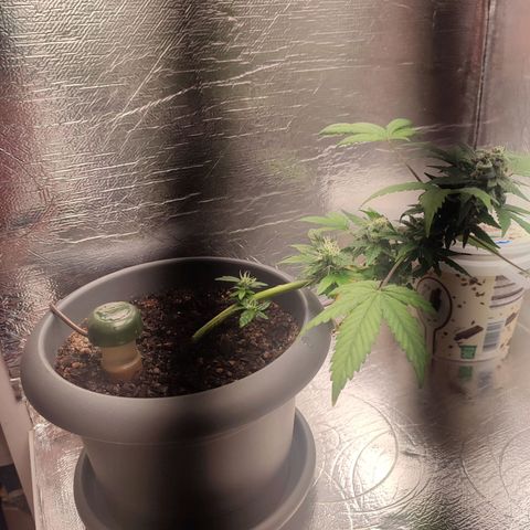 Quick One growlog timeline photo