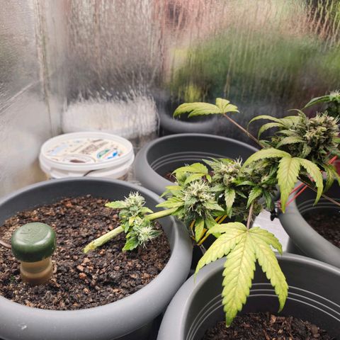 Quick One growlog timeline photo