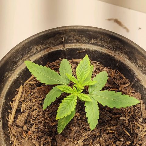 GORILLA GLUE MUSTACHEGROWER growlog timeline photo
