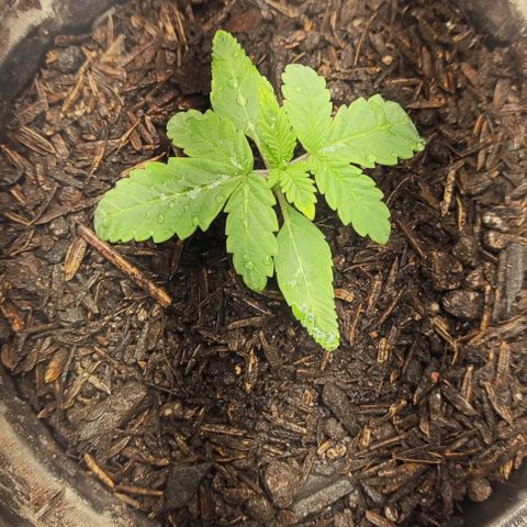 GORILLA GLUE MUSTACHEGROWER growlog timeline photo
