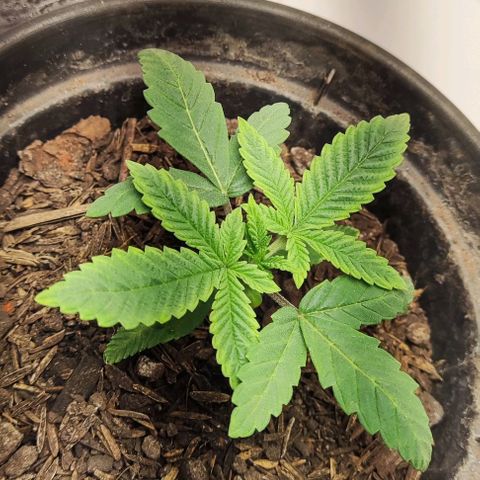 GORILLA GLUE MUSTACHEGROWER growlog timeline photo