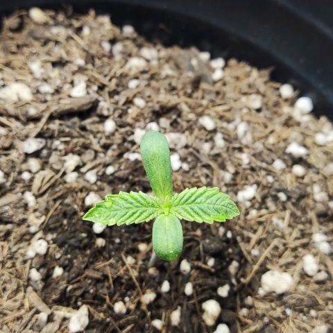 24k OG growlog timeline photo