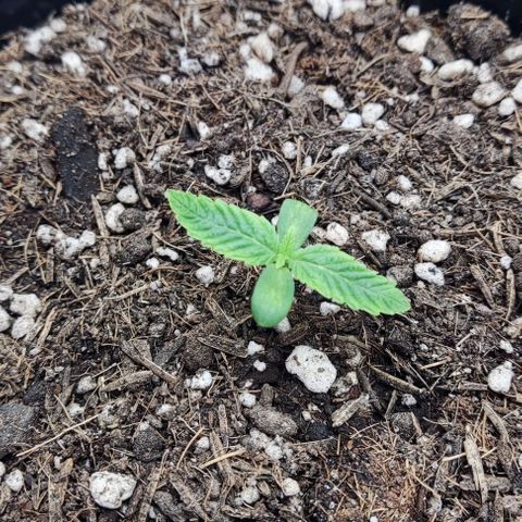 24k OG growlog timeline photo