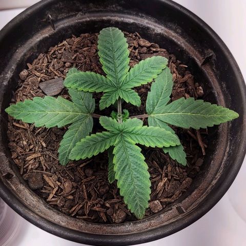 GORILLA GLUE MUSTACHEGROWER growlog timeline photo