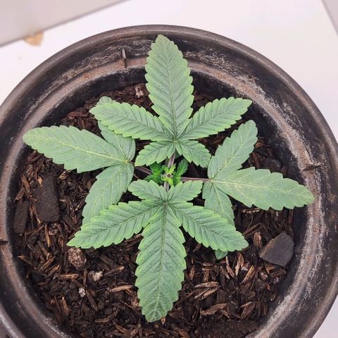 GORILLA GLUE MUSTACHEGROWER growlog timeline photo