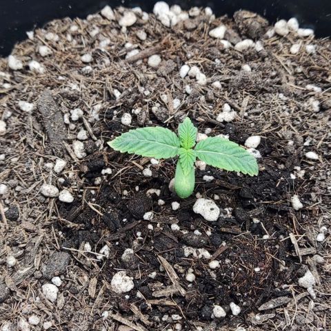 24k OG growlog timeline photo