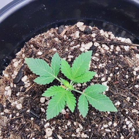 24k OG growlog timeline photo
