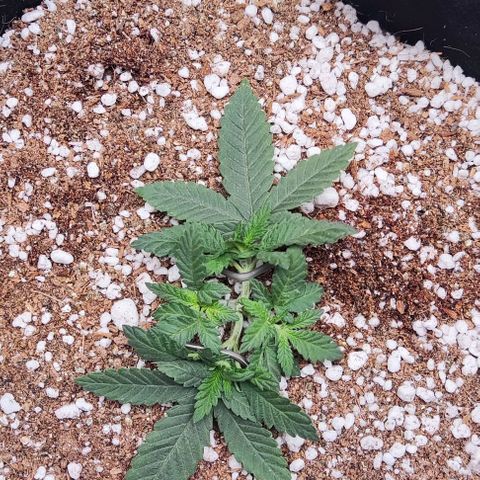 GORILLA GLUE MUSTACHEGROWER growlog timeline photo